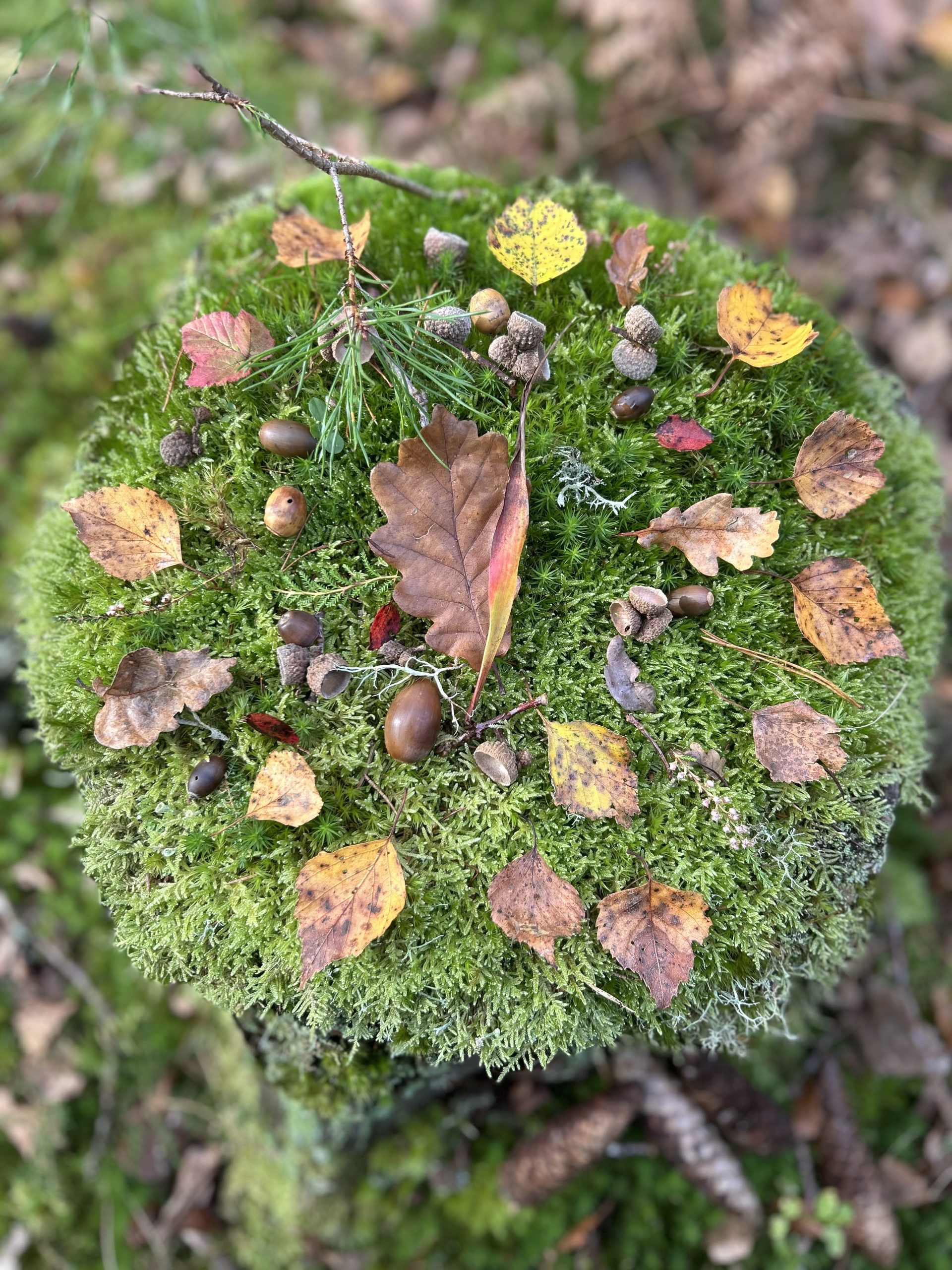 mandala, skogen, naturen